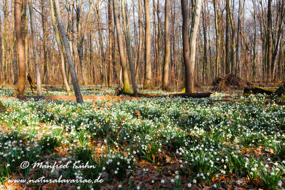 Frühlingsknotenblume ()_0105