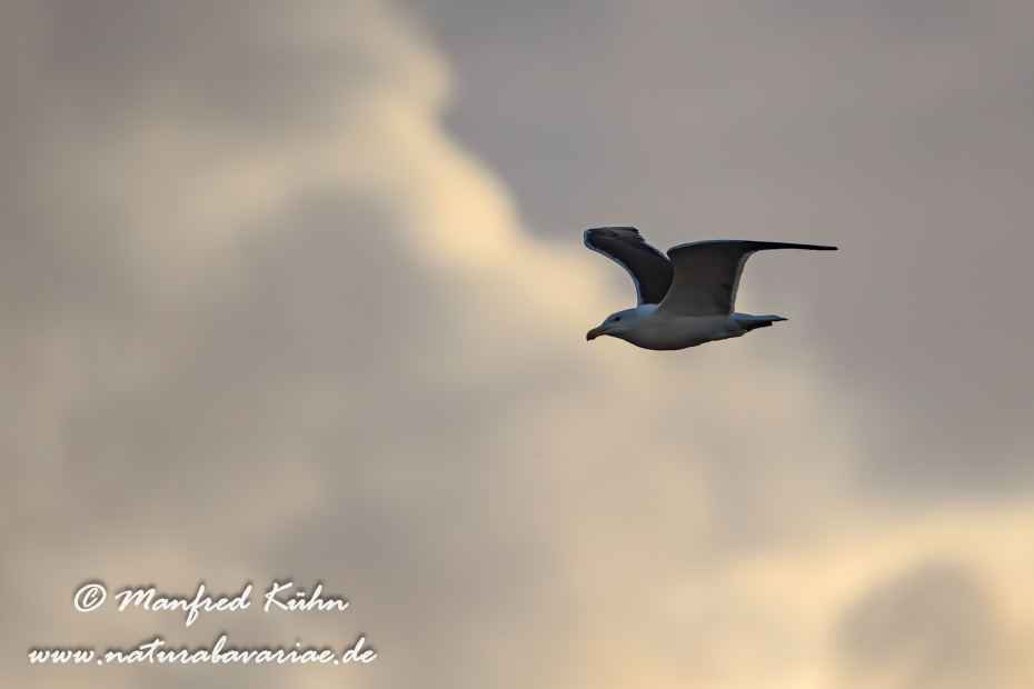 Mantelmöwe ()_0033
