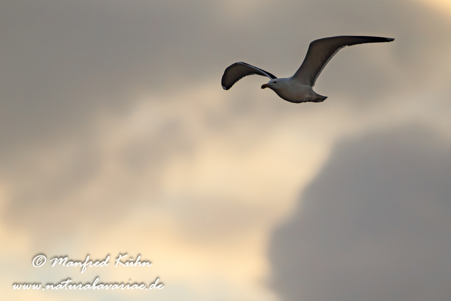 Mantelmöwe ()_0038
