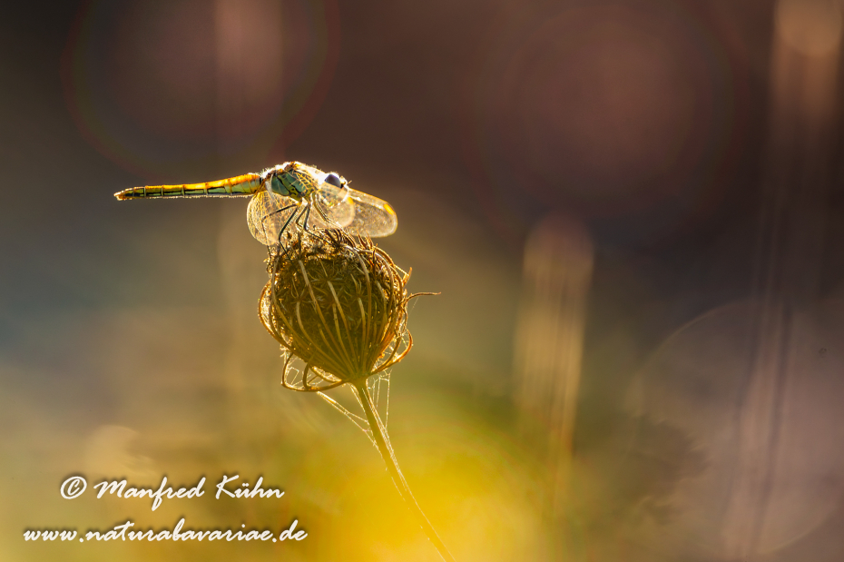 Heidelibelle (Südliche)_0022