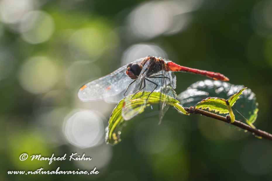Heidelibelle (Südliche)_0023