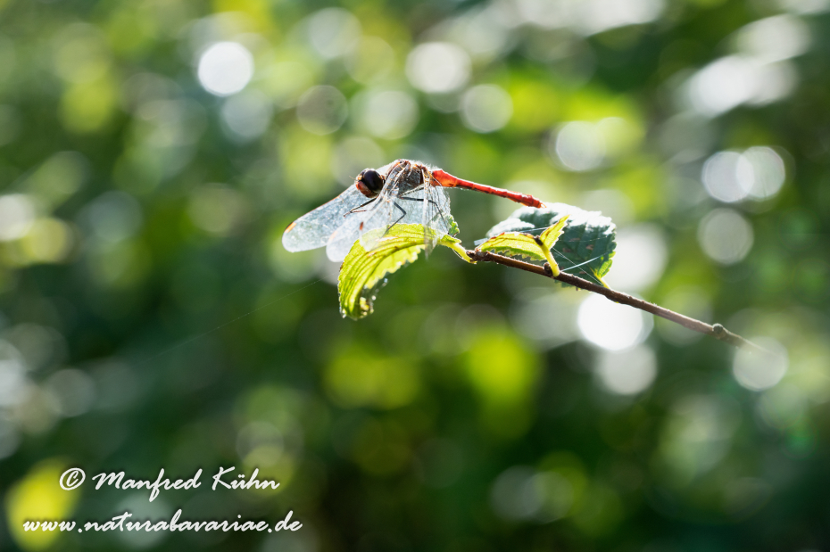 Heidelibelle (Südliche)_0026