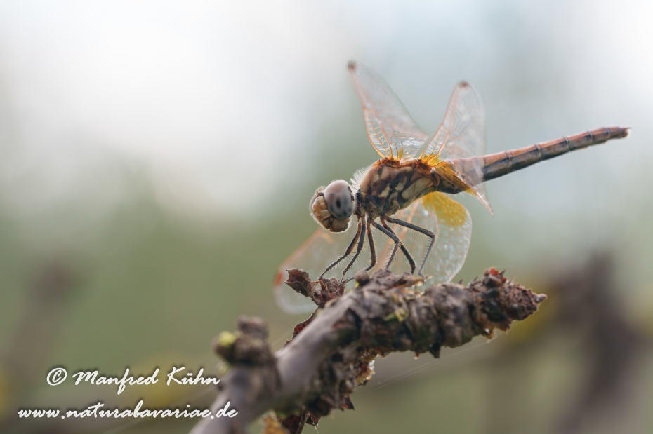 Heidelibelle (Südliche)_0028