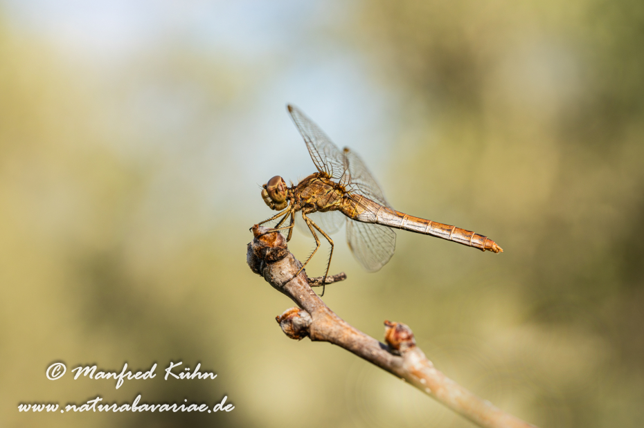 Heidelibelle (Südliche)_0035