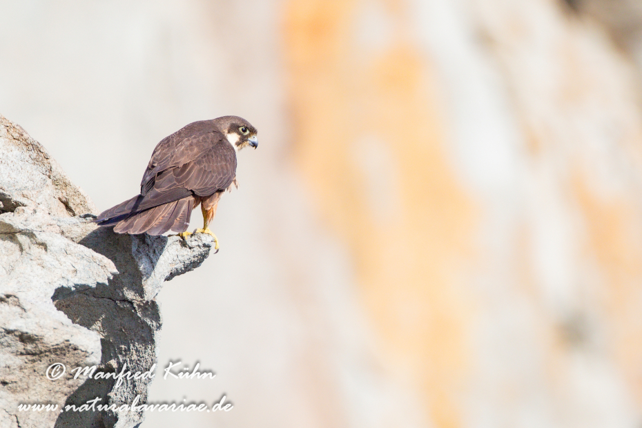 Eleonorenfalke ()_0046