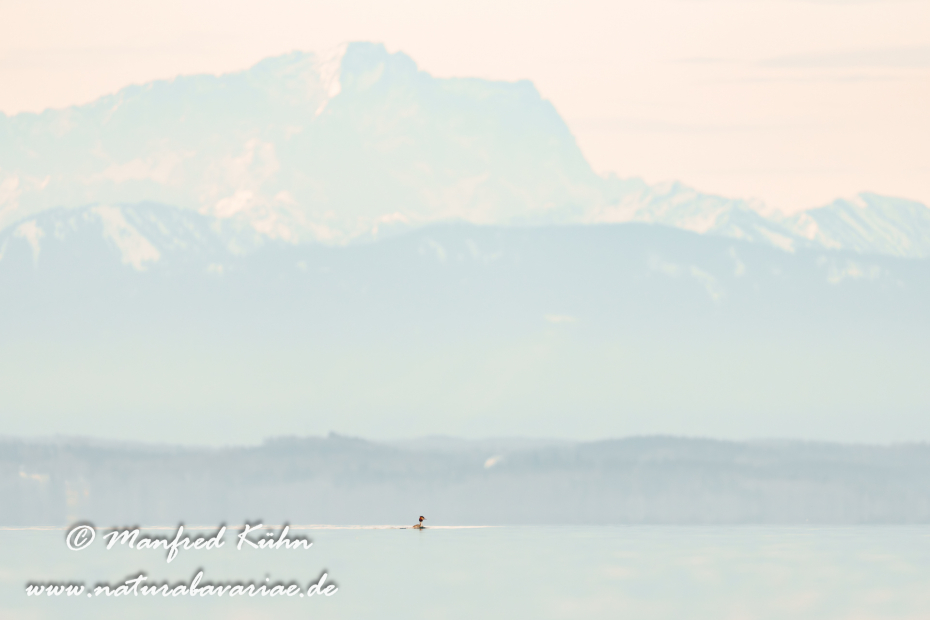 Haubentaucher ()_0103