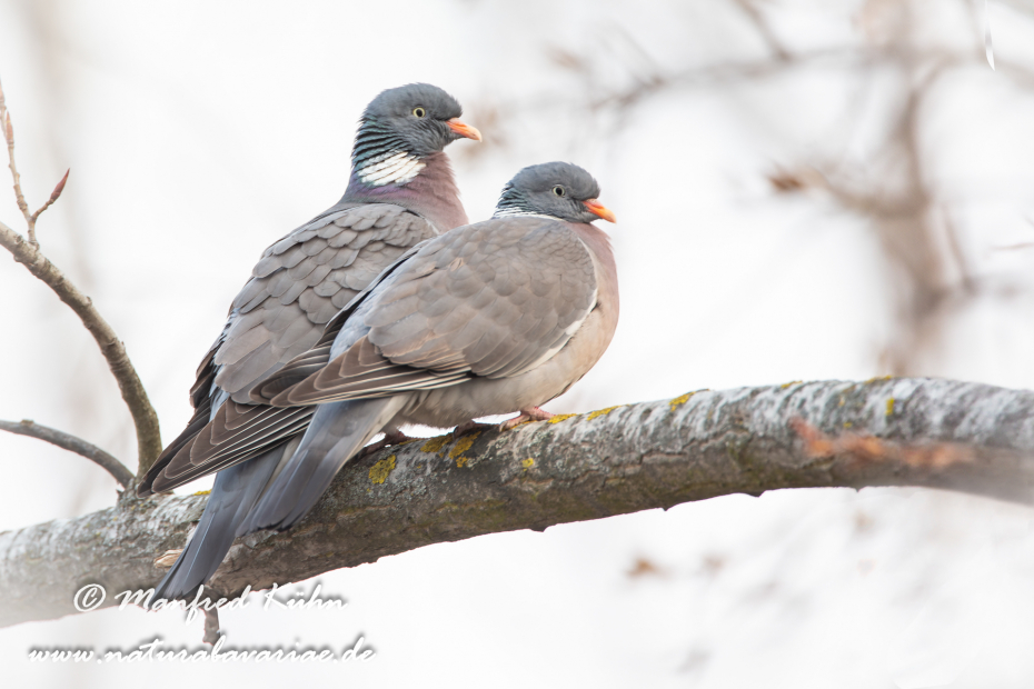 Ringeltaube ()_0006