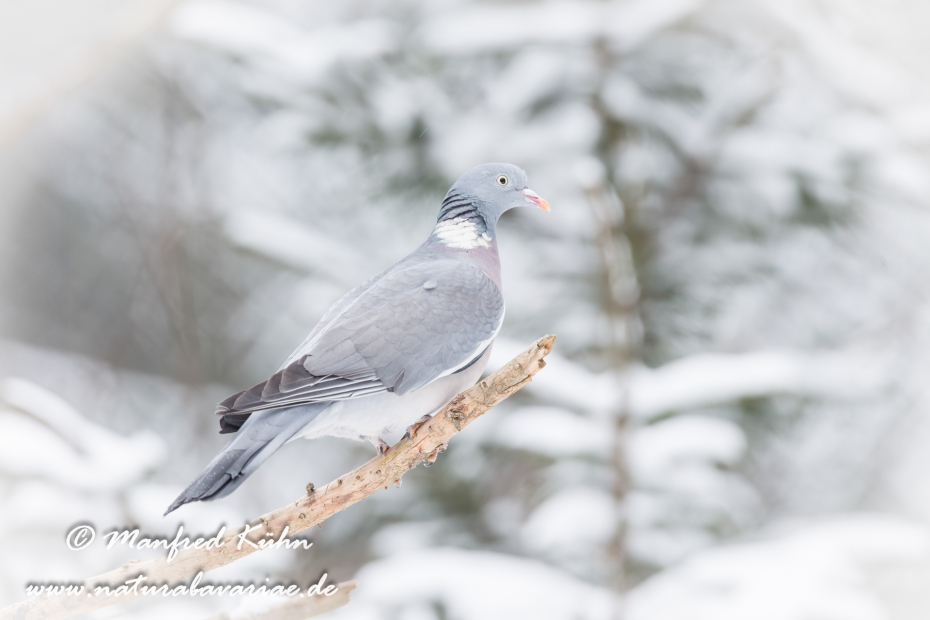 Ringeltaube ()_0053