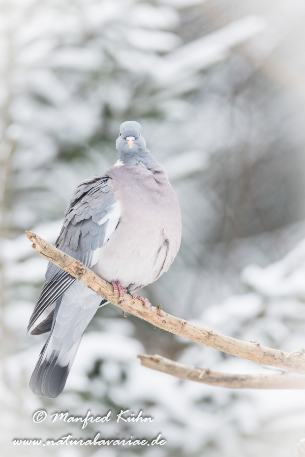 Ringeltaube ()_0058