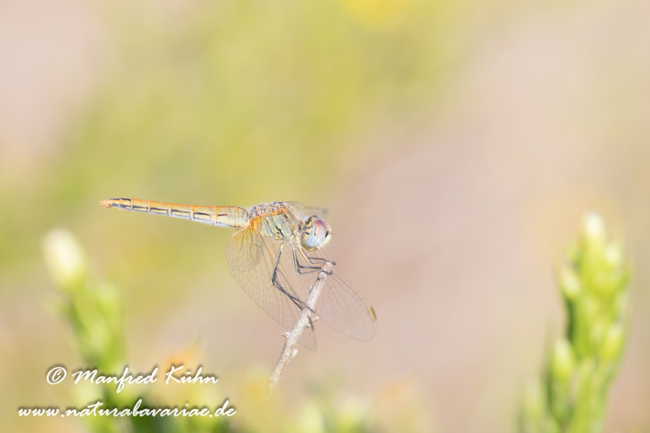 Heidelibelle (Frühe)_0019