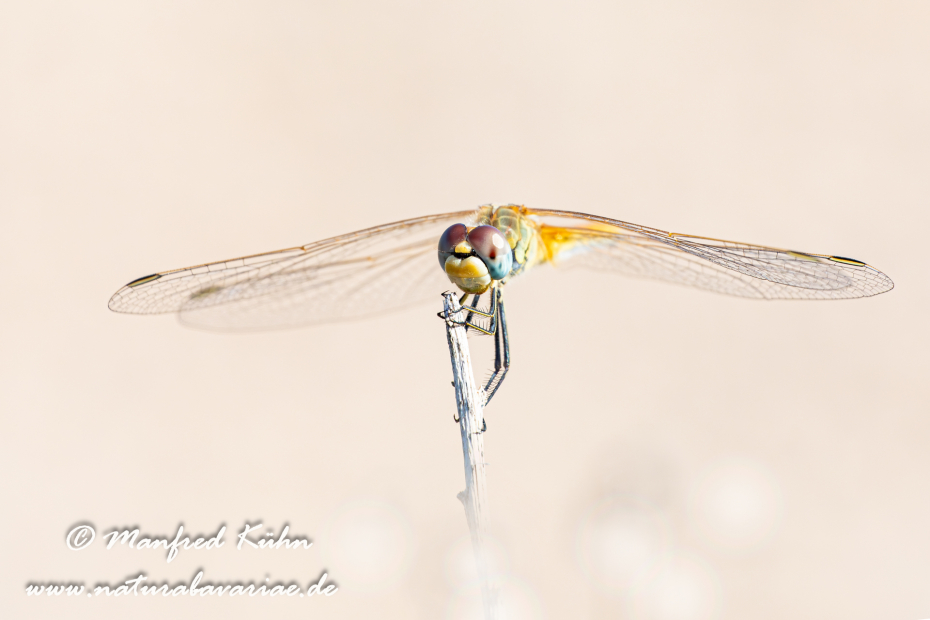 Heidelibelle (Frühe)_0021