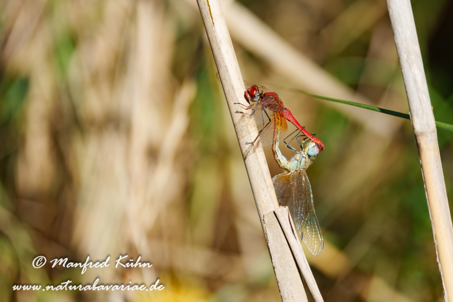 Heidelibelle (Frühe)_0037