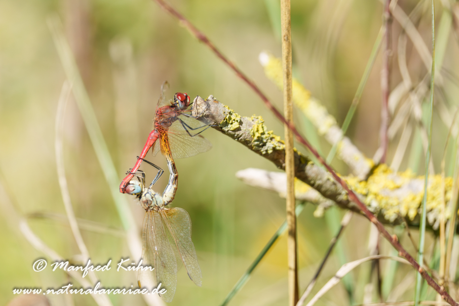 Heidelibelle (Frühe)_0038