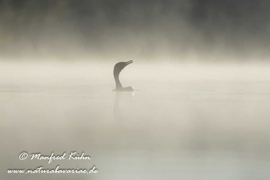 Kormoran ()_0168