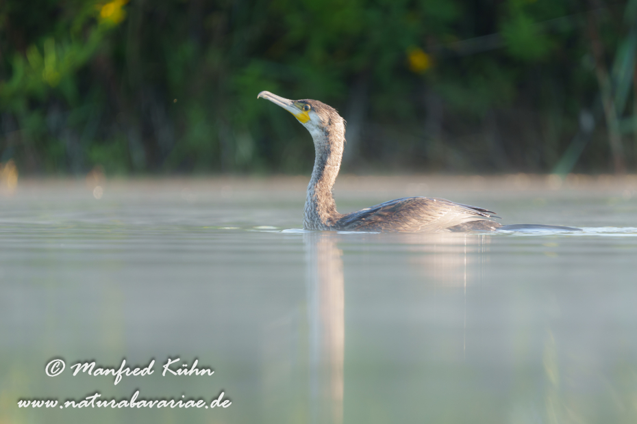 Kormoran ()_0172