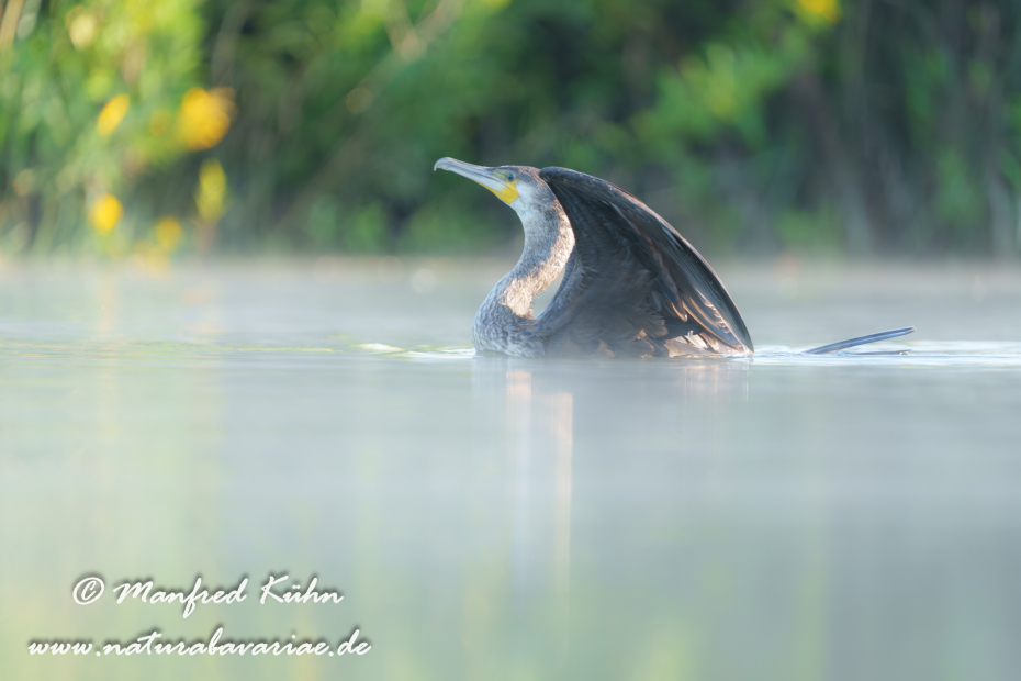 Kormoran ()_0175