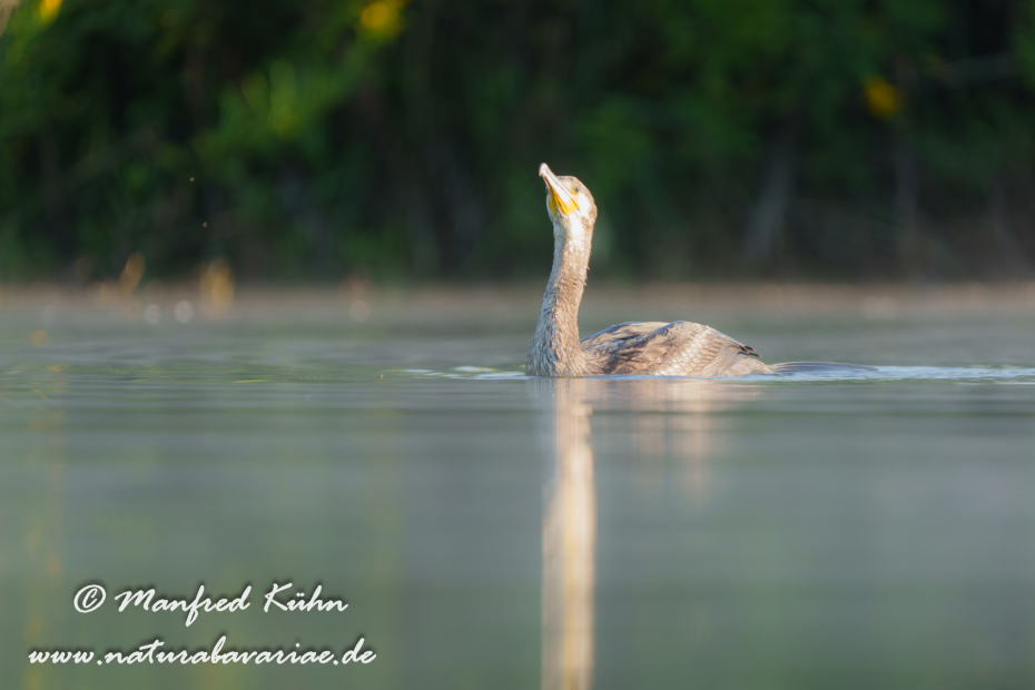 Kormoran ()_0176