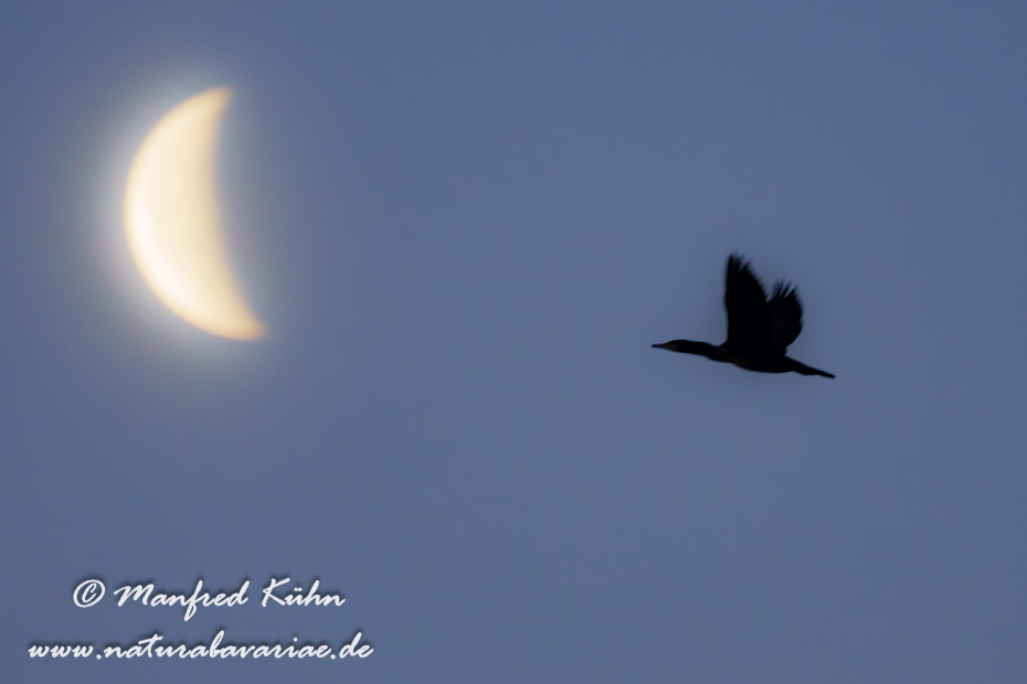 Kormoran ()_0177