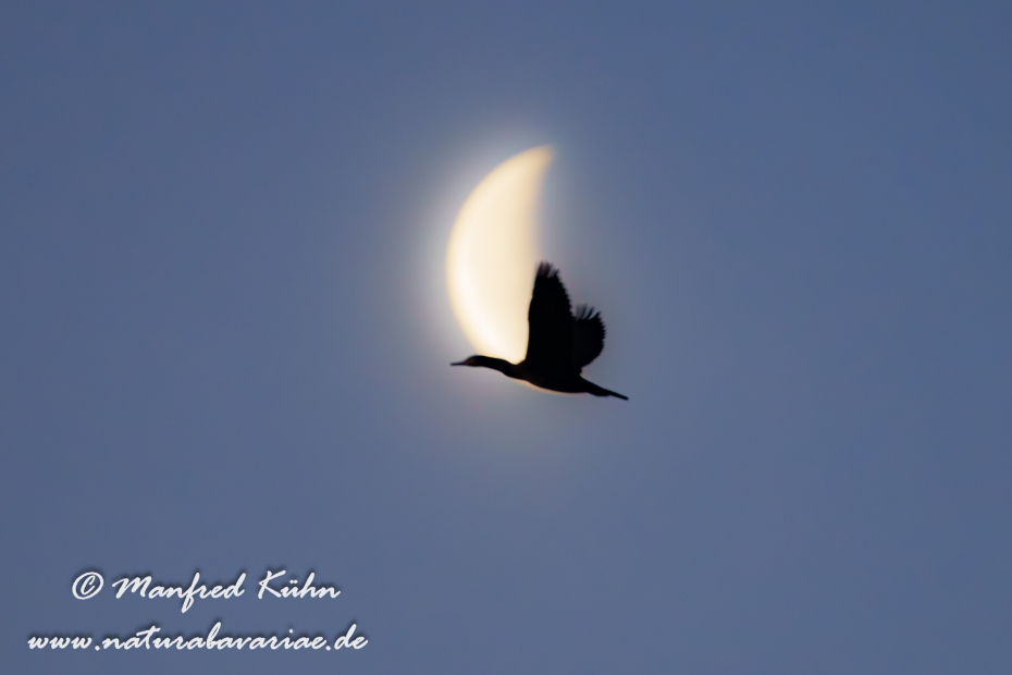 Kormoran ()_0179