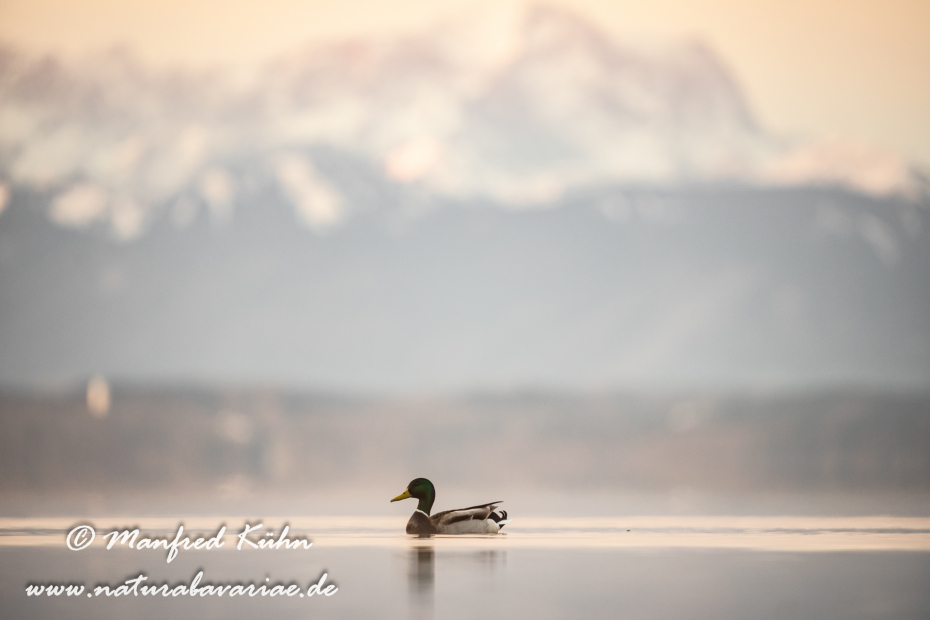 Starnberger See (BAY_LKR_STA)_0005