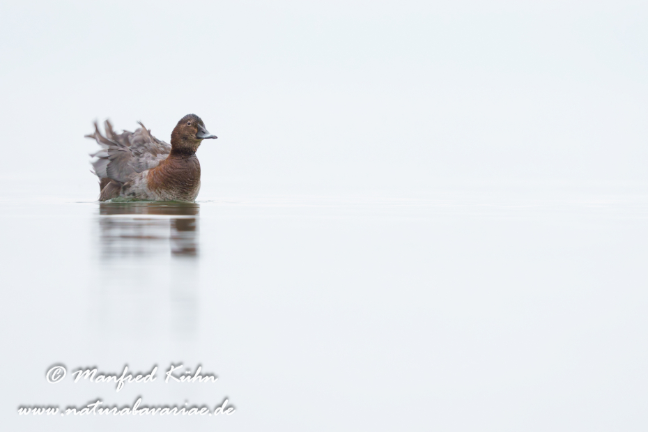 Tafelente ()_0198