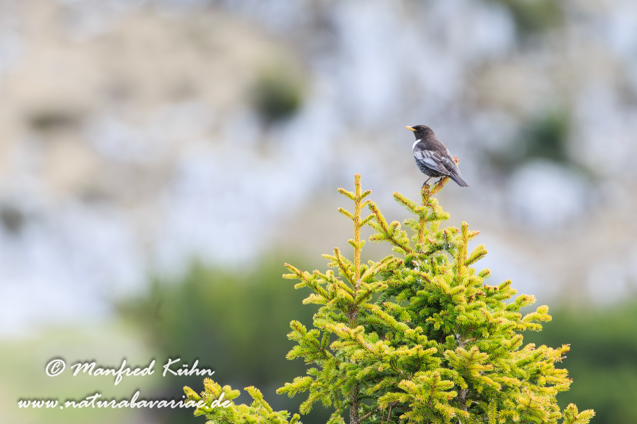 Ringdrossel ()_0038