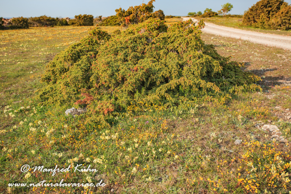 Öland  (Schweden)_0078