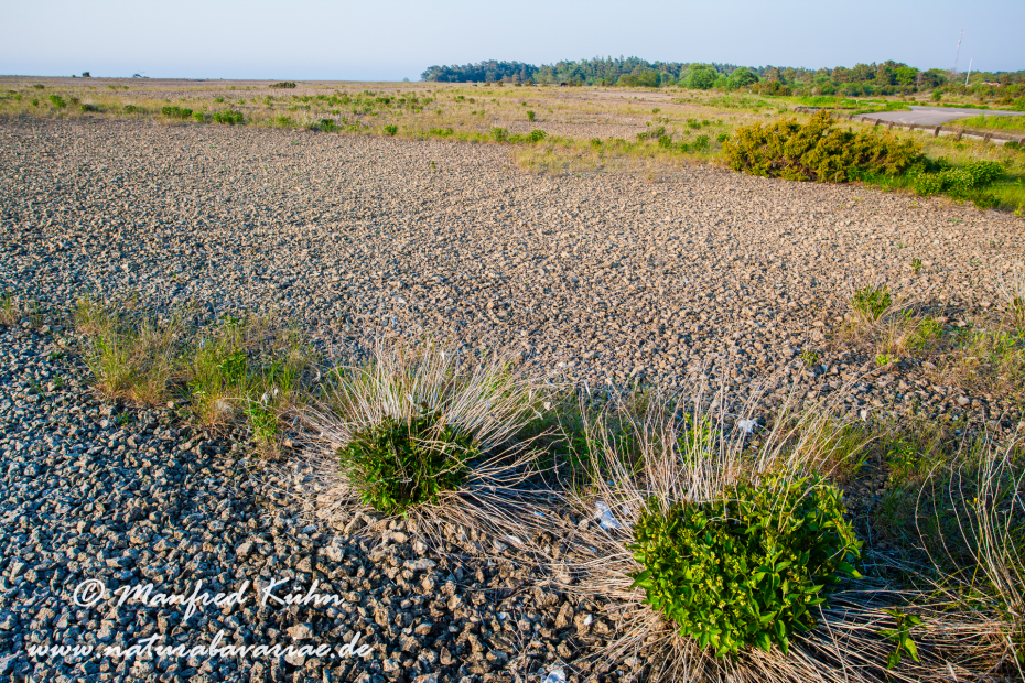 Öland  (Schweden)_0157