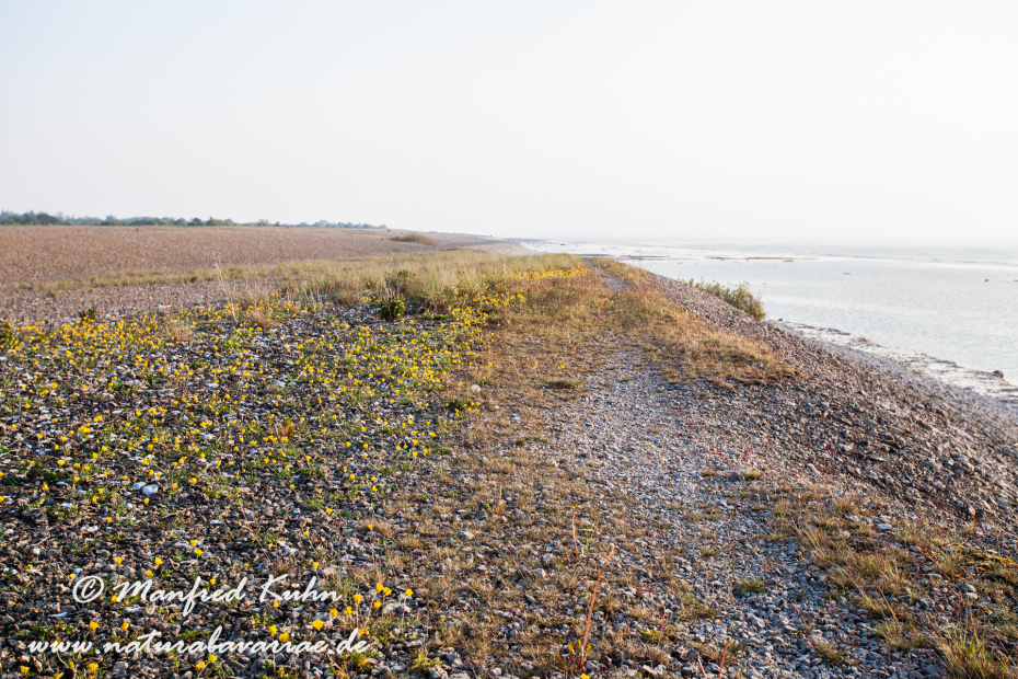 Öland  (Schweden)_0172