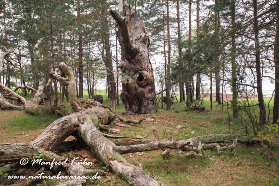 Öland  (Schweden)_0183