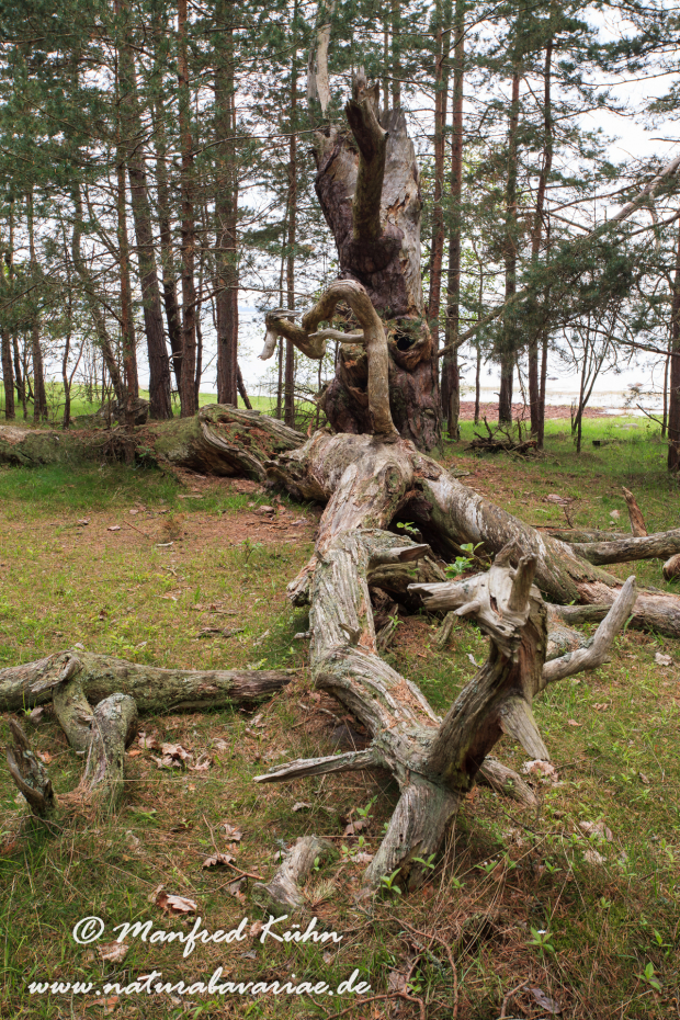 Öland  (Schweden)_0184