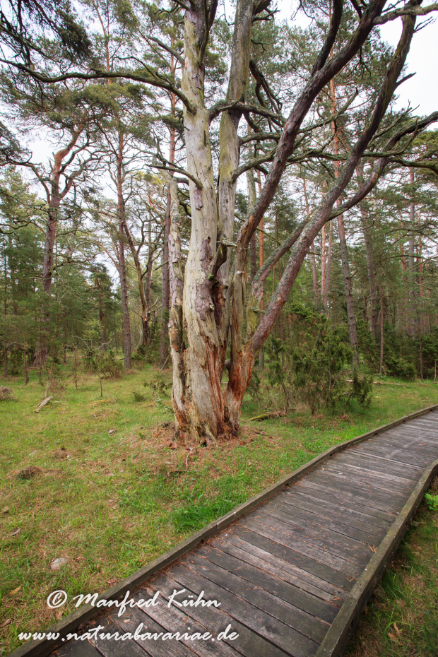 Öland  (Schweden)_0189