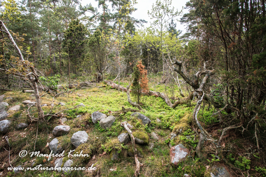 Öland  (Schweden)_0196