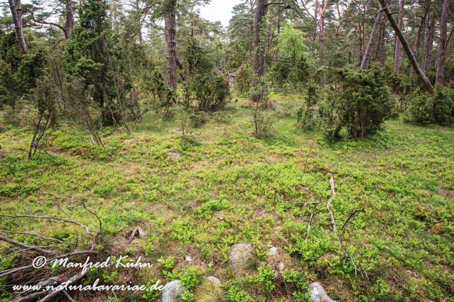 Öland  (Schweden)_0197