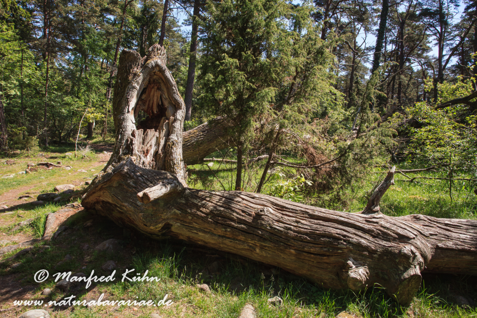 Öland  (Schweden)_0202