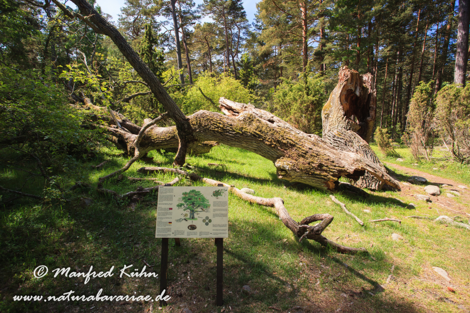 Öland  (Schweden)_0203