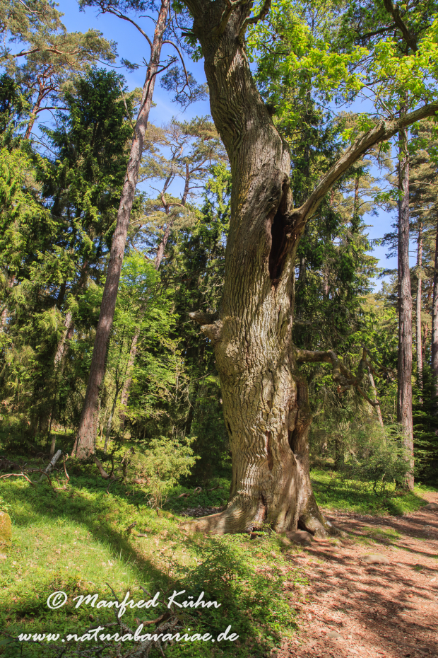Öland  (Schweden)_0204