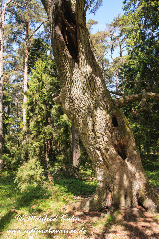 Öland  (Schweden)_0205