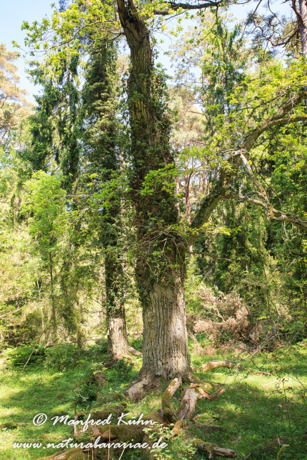 Öland  (Schweden)_0206