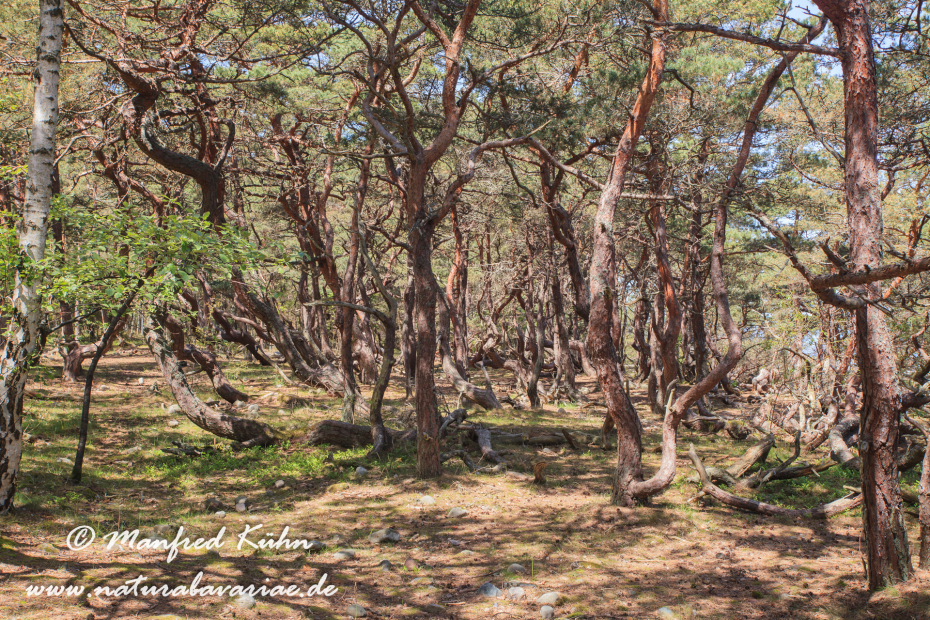 Öland  (Schweden)_0216