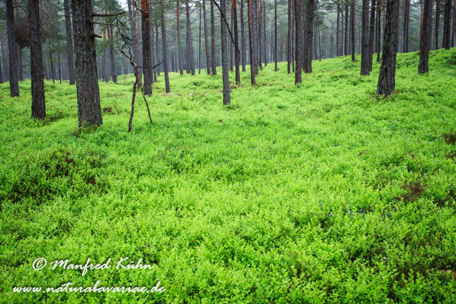 Öland  (Schweden)_0272
