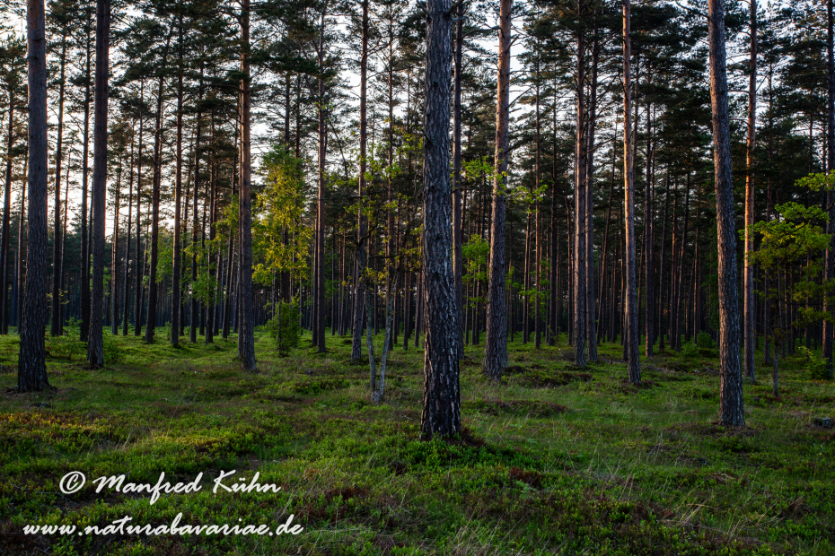 Öland  (Schweden)_0313