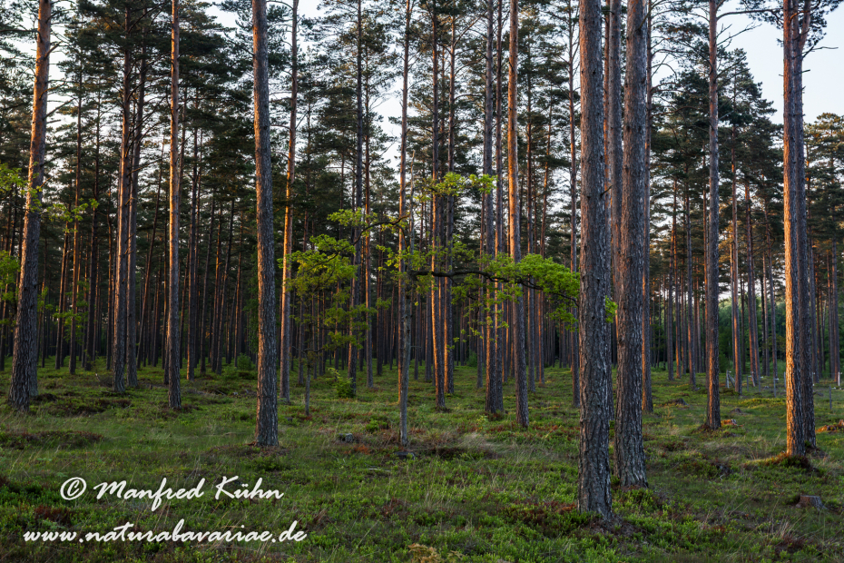 Öland  (Schweden)_0314