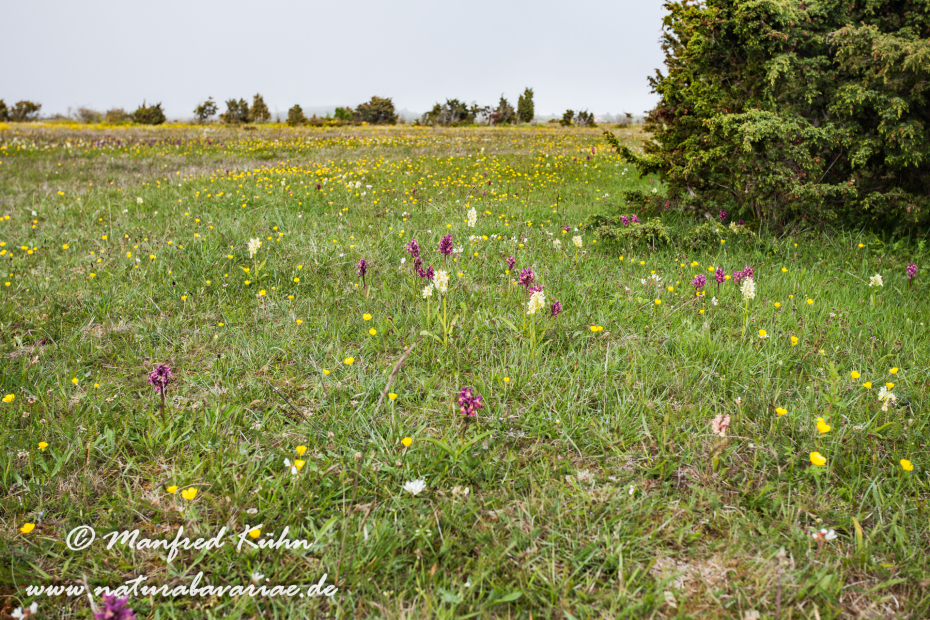 Öland  (Schweden)_0317