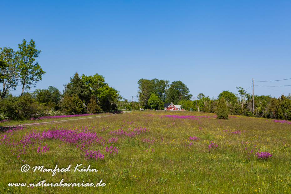 Öland  (Schweden)_0321