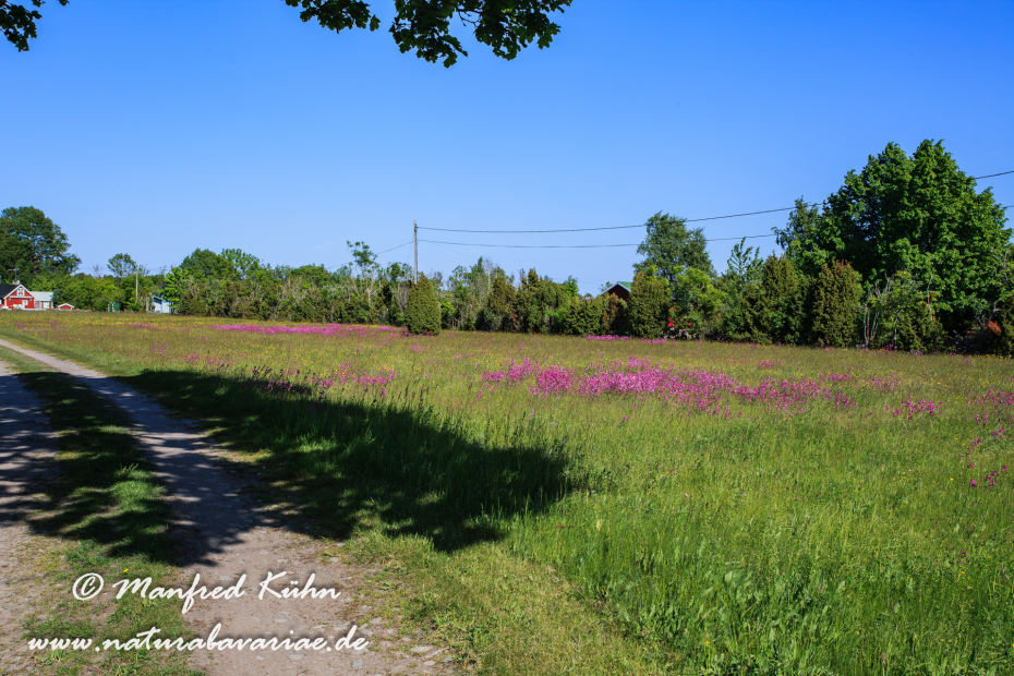 Öland  (Schweden)_0323