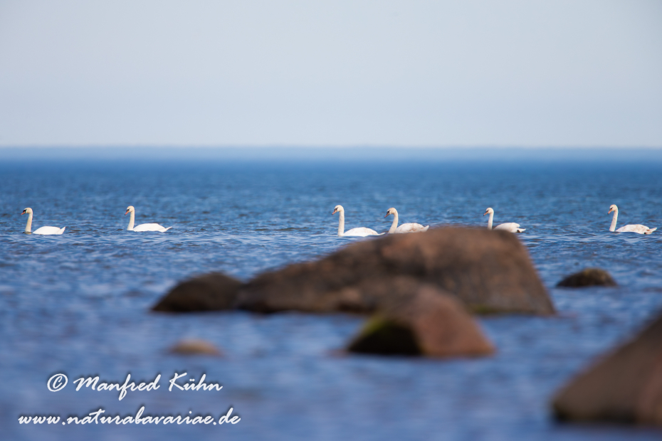 Öland  (Schweden)_0324