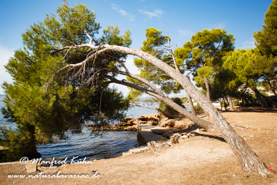 Mallorca (Spanien)_0030