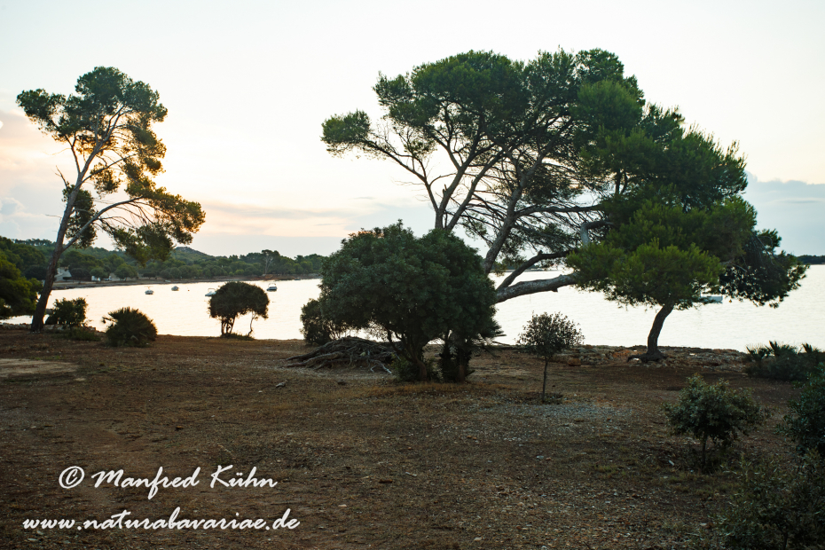 Mallorca (Spanien)_0058