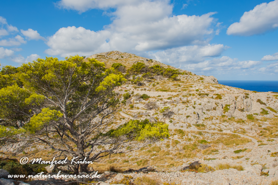 Mallorca (Spanien)_0092